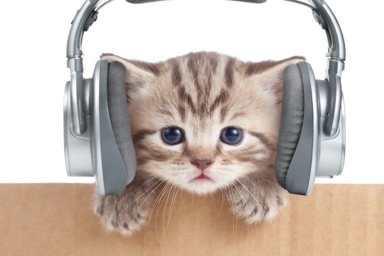 dicas para proteger a audição dos gatos