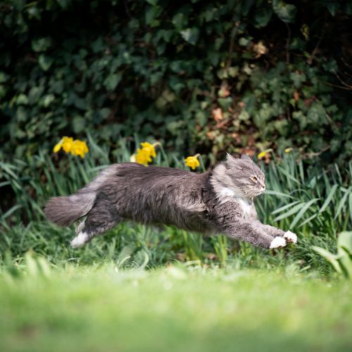 Habilidades dos Gatos