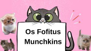 gatos munchkin