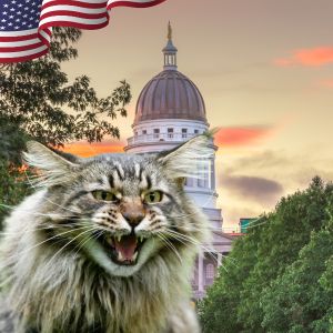 Gatos estranhos: Maine Coon
