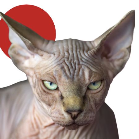 Gatos mais estranhos: Sphynx Japonês