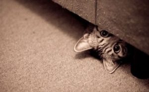 O esconderijo mais amado dos gatos!
