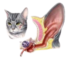 Audição dos gatos: orelha
